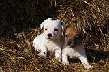 JACK RUSSEL 035